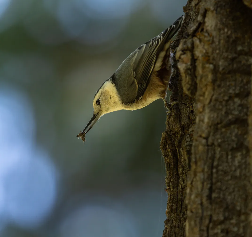 hvilken fugl spiser hvepse?