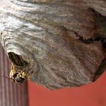 hvornår forlader hvepse deres bo