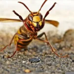 Er hvepse farlige?