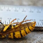 At brænde et Hvepsebo