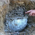 Bor hvepse i jorden?