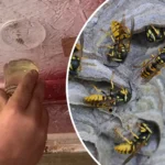 bekæmpelse af hvepsebo med benzin