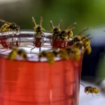 Hvornår er det sæson for hvepse?