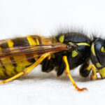 An isolated macro shot of a paper wasp on a white background